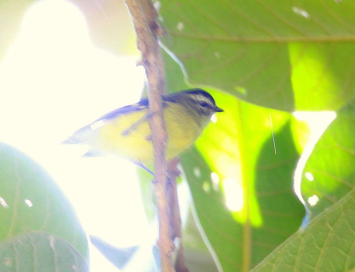 Phyllomyias nigrocapillus (Lafresnaye 1845) resmi