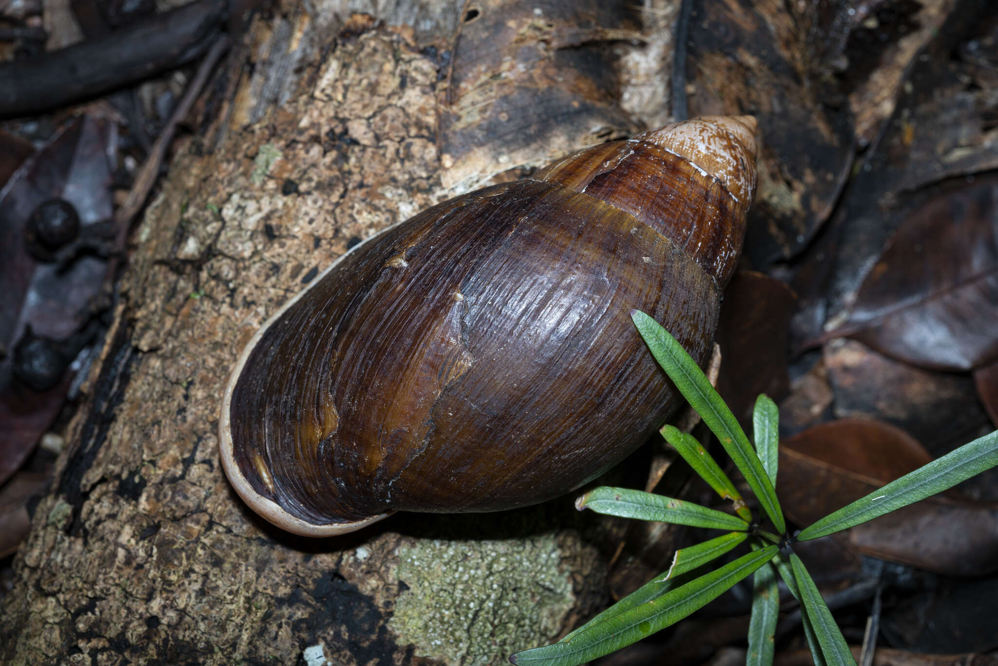 Image of Bothriembryontidae