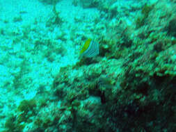 Image of Atoll Butterflyfish