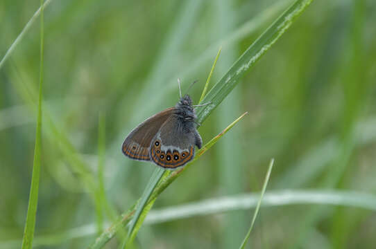 Image of scarce heath