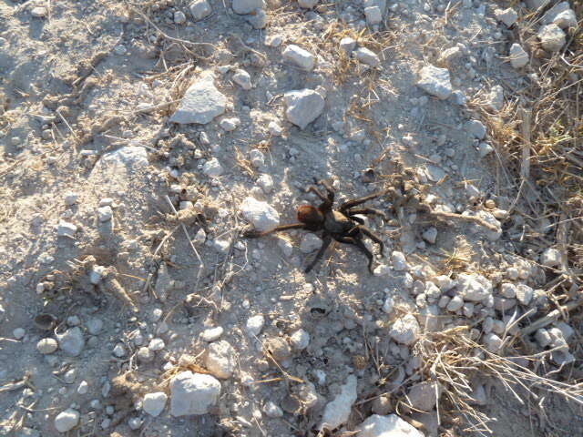 Image of Texas Tan Tarantula