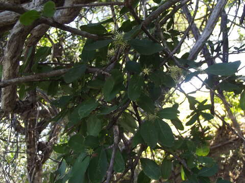 Forestiera macrocarpa Brandegee resmi