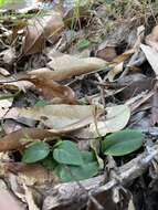 Image of Small wasp orchid