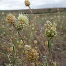 Image of Centaurea paczoskii Kotov ex Klok.