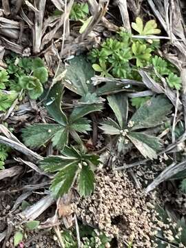 صورة Phragmidium potentillae (Pers.) P. Karst. 1878