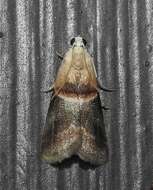 Image of Walnut Shoot Moth