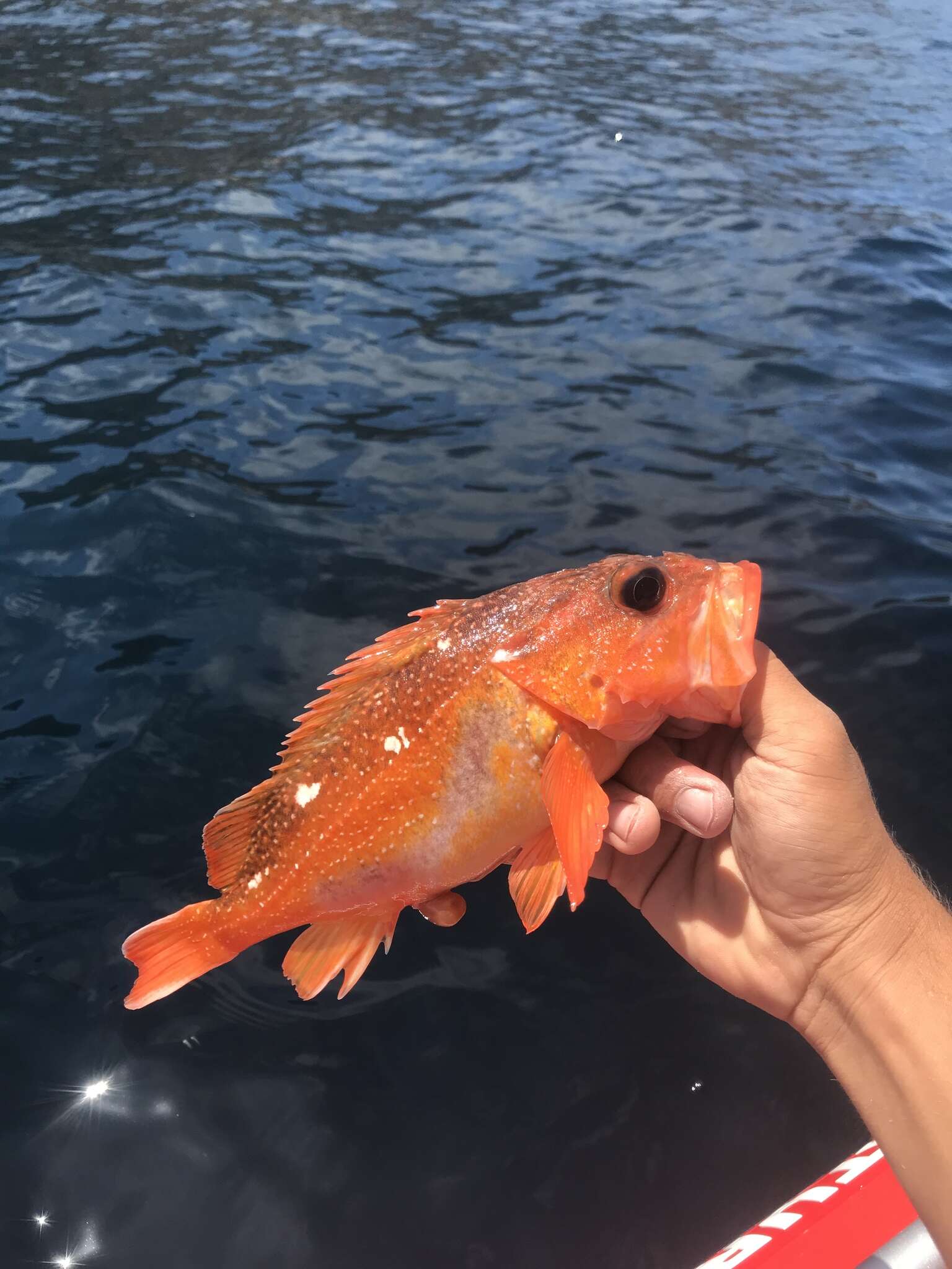 Image of Starry rockfish