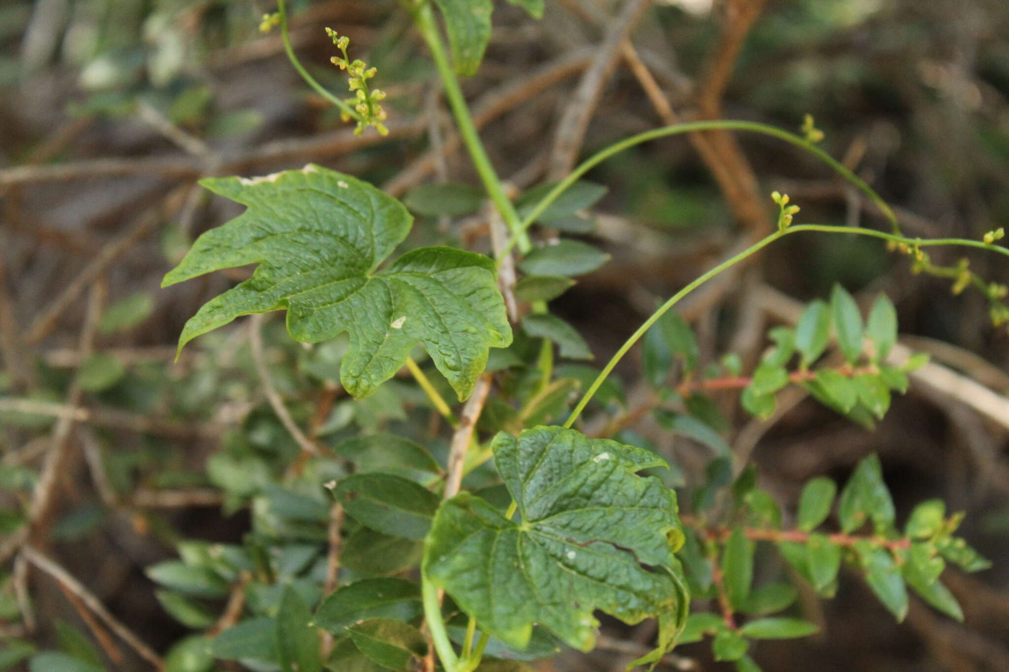 Dioscorea reticulata Gay的圖片