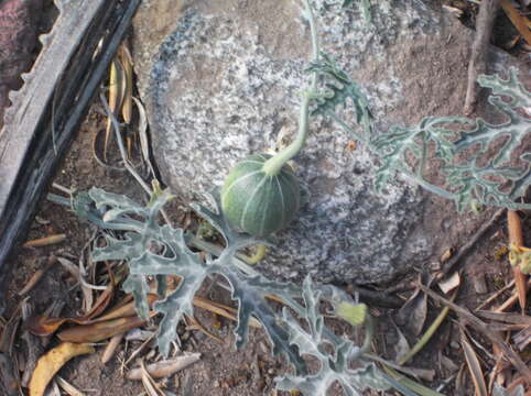 Image of Cucurbita cordata S. Watson