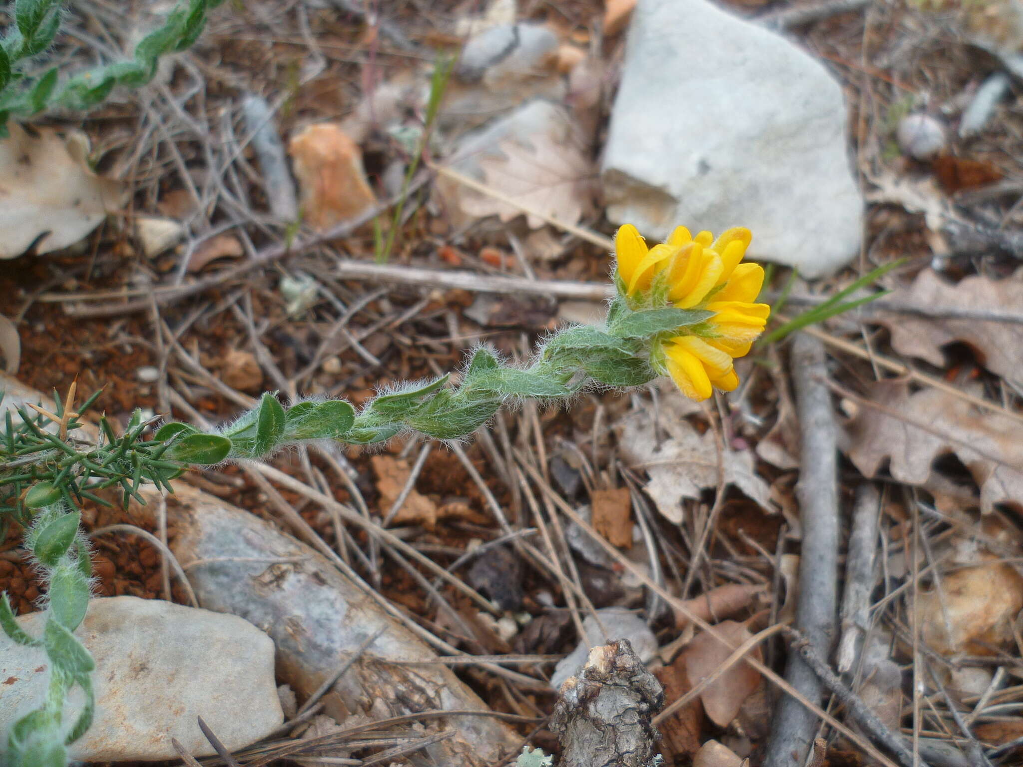 Image of Genista hispanica L.