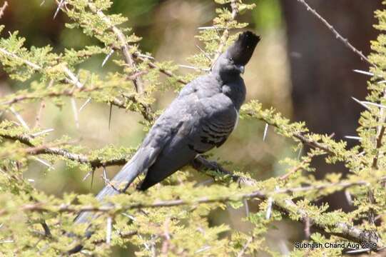 Image of White-bellied Go-away-bird