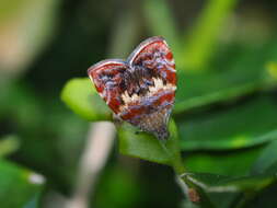 Image of Choreutis sexfasciella Sauber 1902