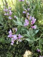 Image of flexile milkvetch