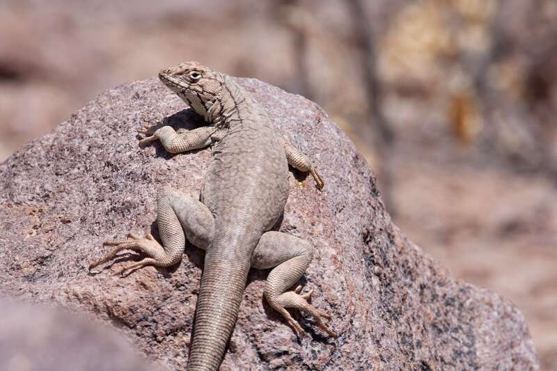 Image of Yanez's Lava Lizard