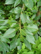 Image of Populus longifolia