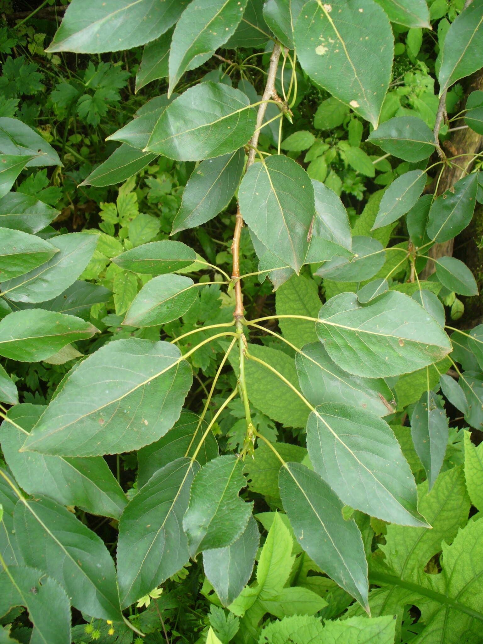 Image of Populus longifolia