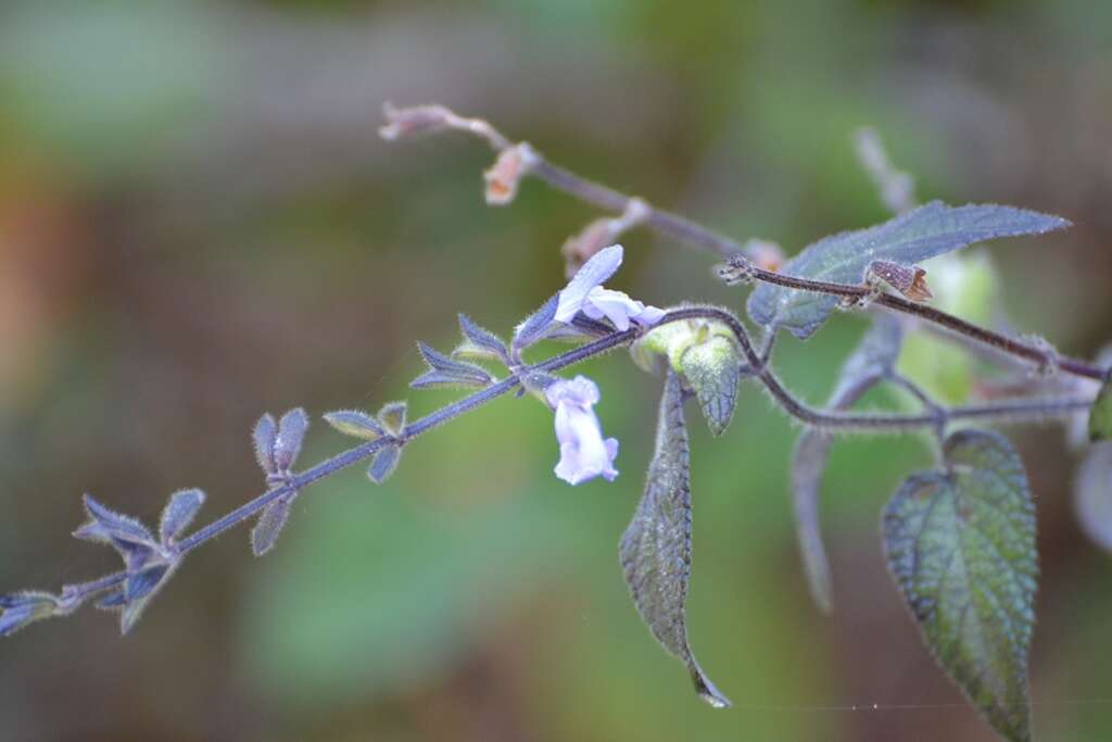 Salvia protracta Benth. resmi