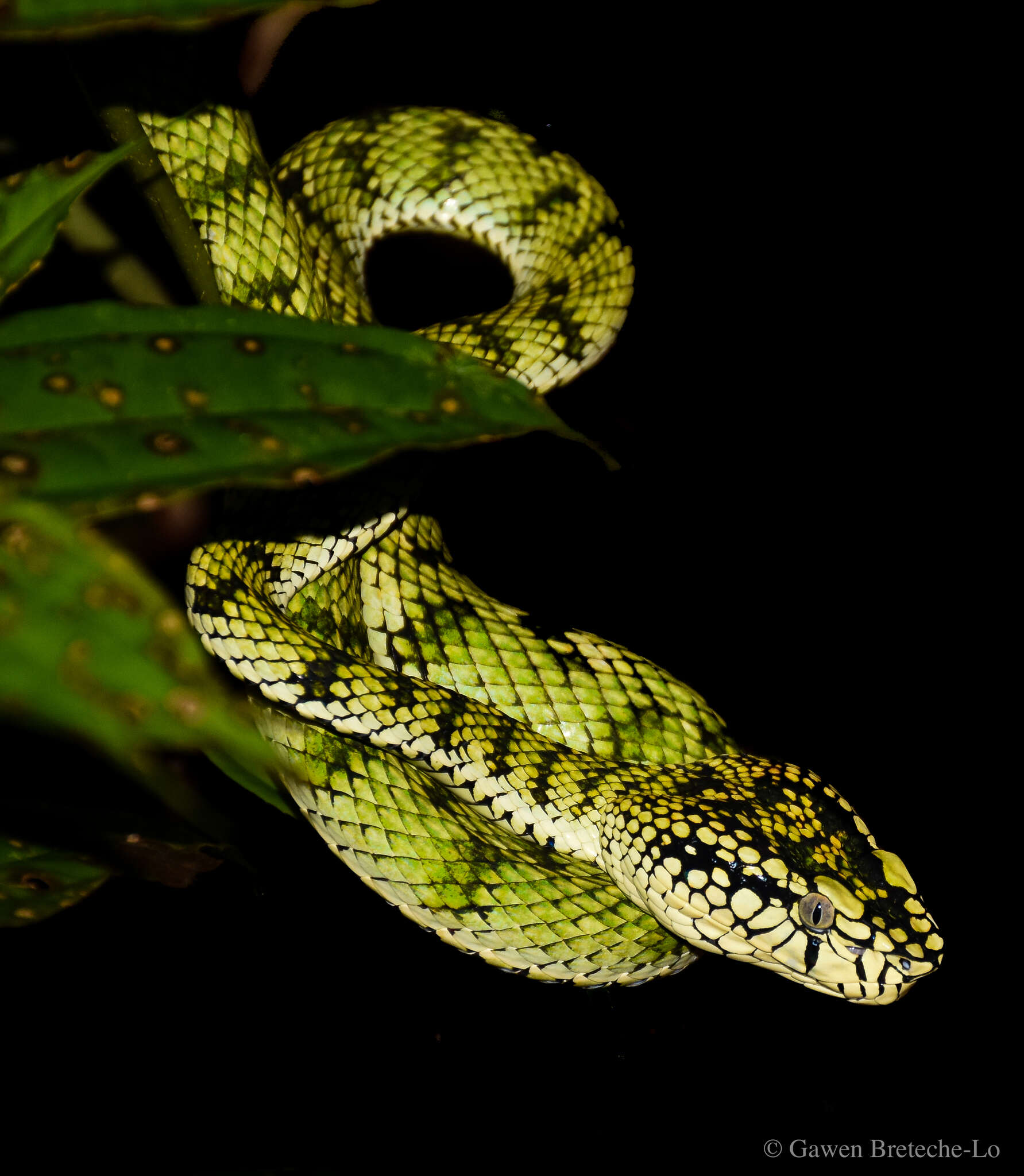 Image of Malcolm’s pitviper