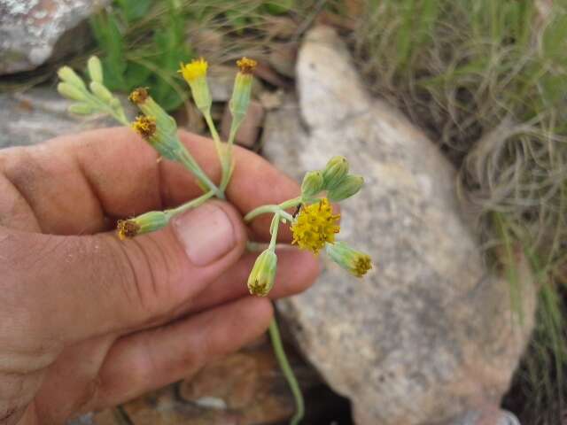 Plancia ëd Senecio oxyriifolius subsp. oxyriifolius