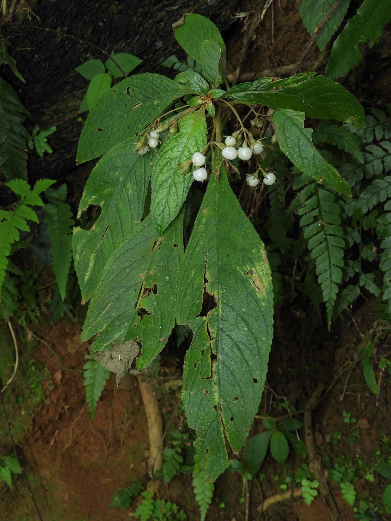 Image of Rhynchotechum discolor (Maxim.) B. L. Burtt