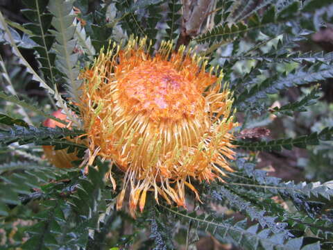 Image of Banksia formosa (R. Br.) A. R. Mast & K. R. Thiele