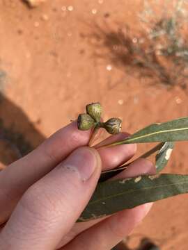 صورة Eucalyptus mannensis subsp. vespertina L. A. S. Johnson & K. D. Hill