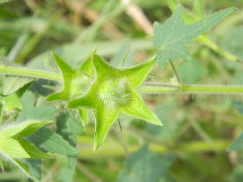 Image of Hibiscus physaloides Guill. & Perr.