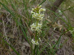 Слика од Stackhousia subterranea W. R. Barker