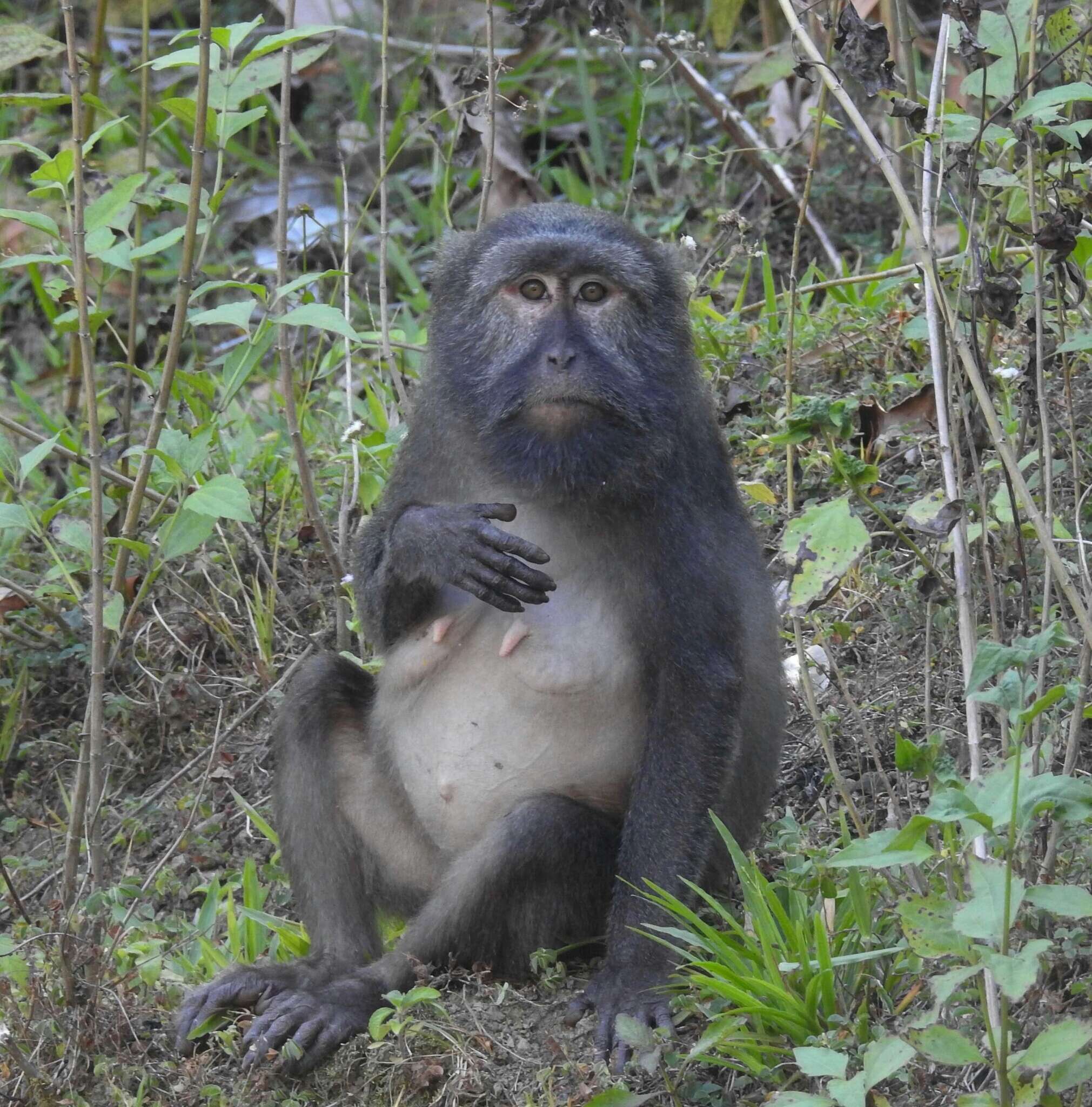 Image of Macaca fascicularis umbrosus (Miller 1902)