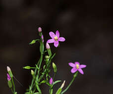 Zeltnera wigginsii (C. R. Broome) G. Mansion resmi