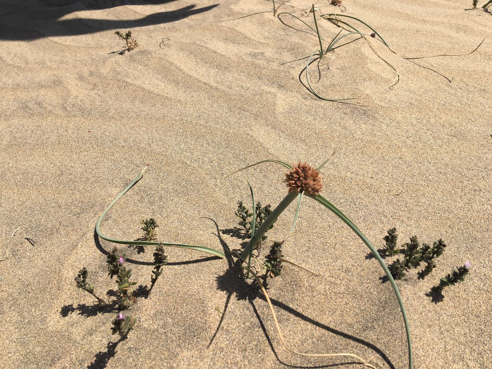 Image de Cyperus capitatus Vand.