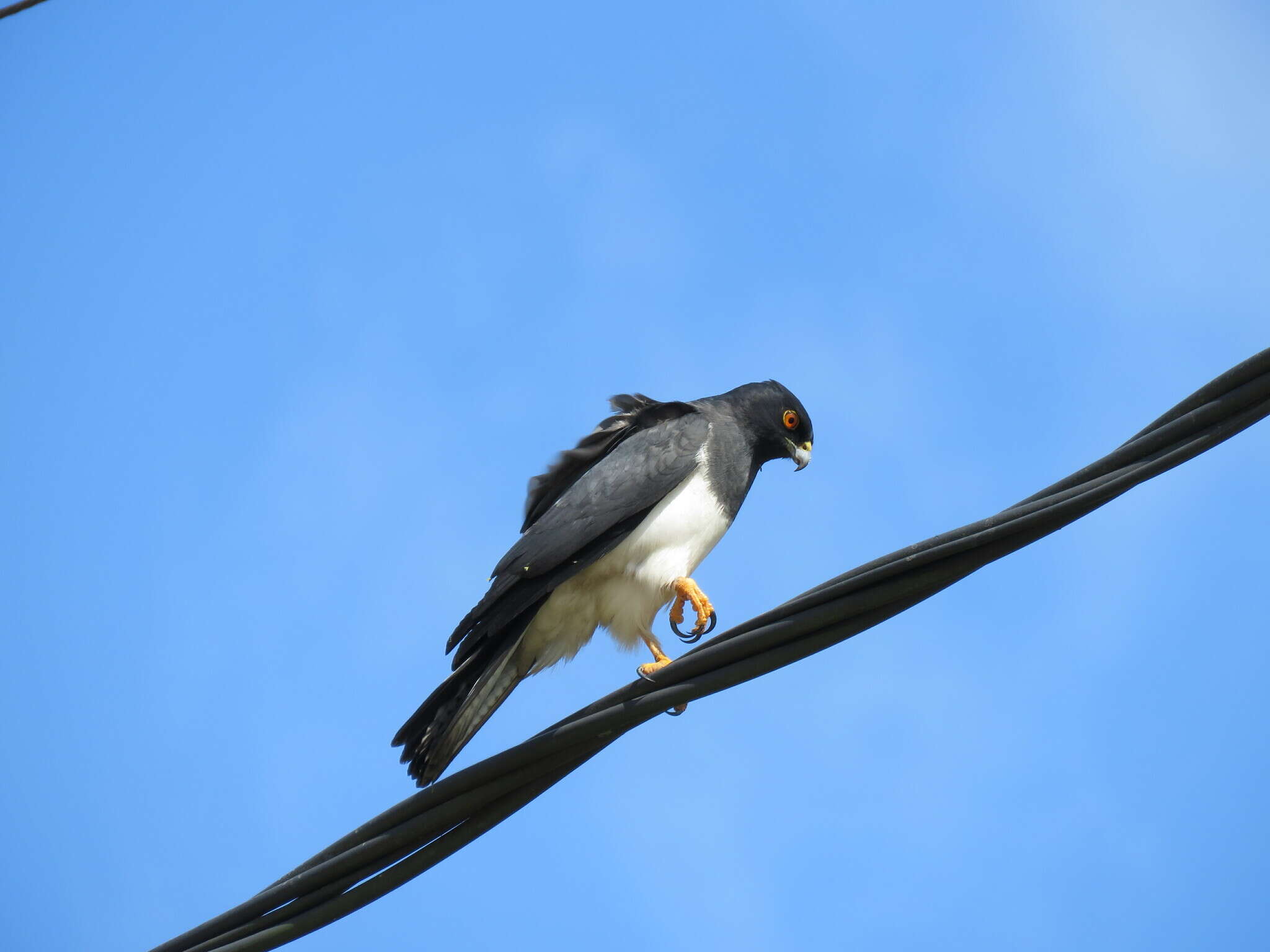 Image of White-bellied Goshawk