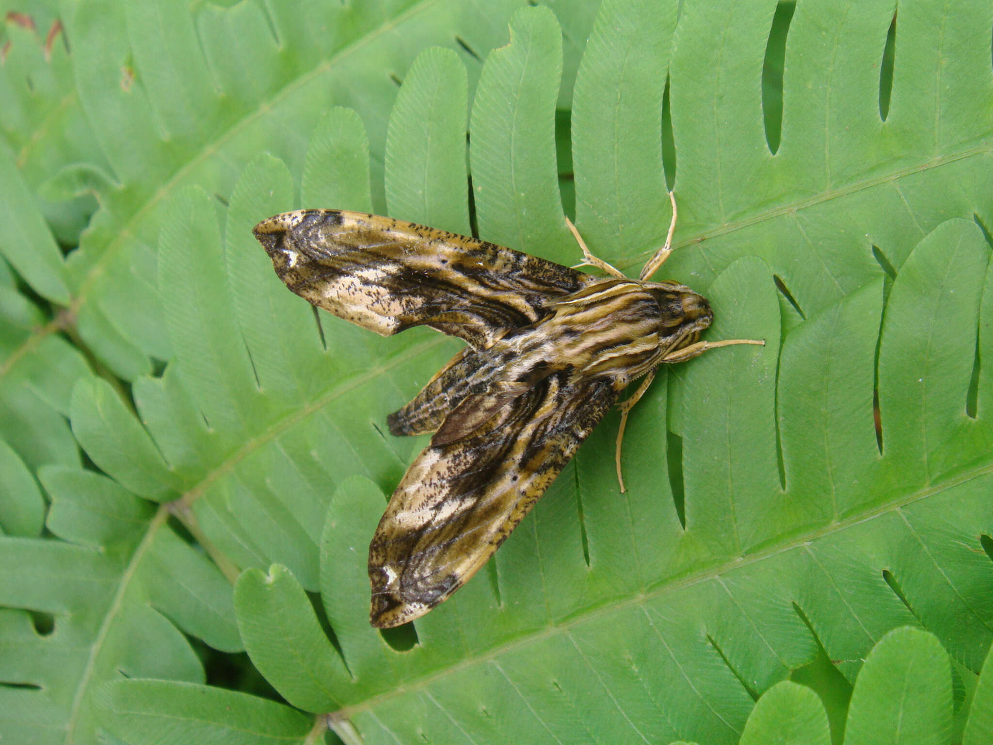 Image of Eupanacra variolosa (Walker 1856)