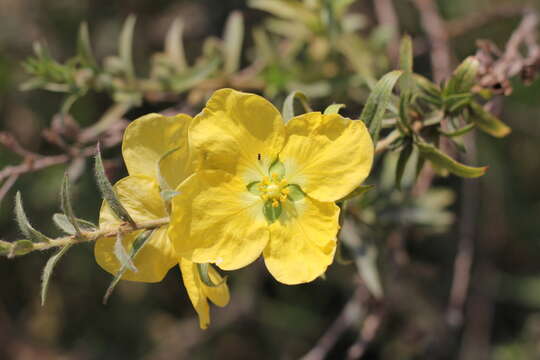 Image of Ludwigia sericea (Cambess.) Hara