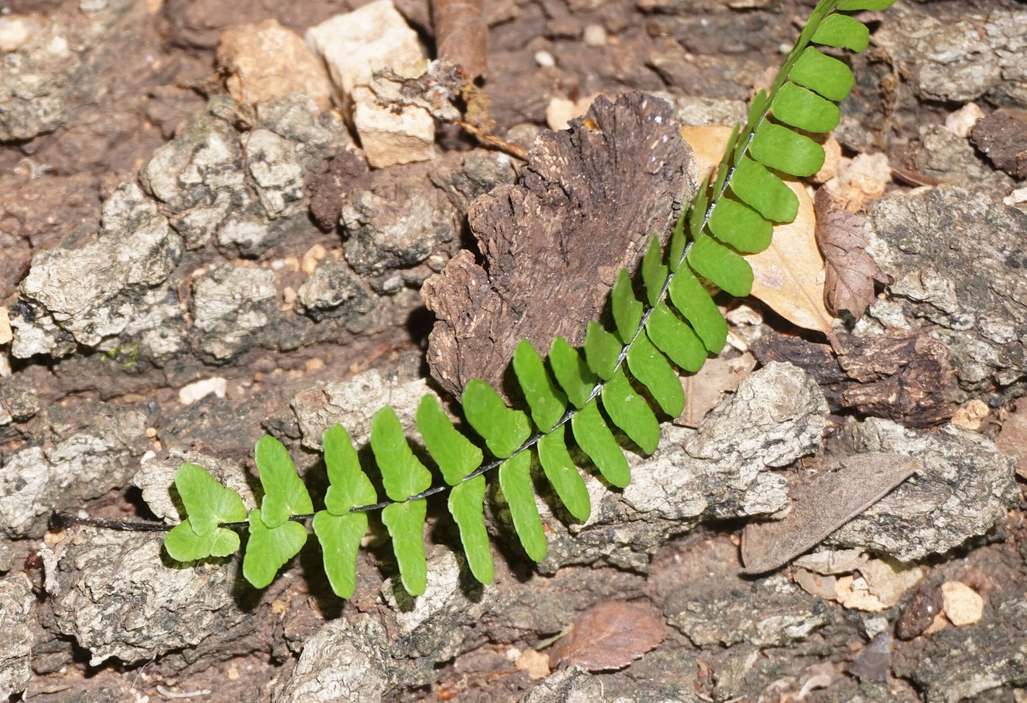 Image of blackstem spleenwort