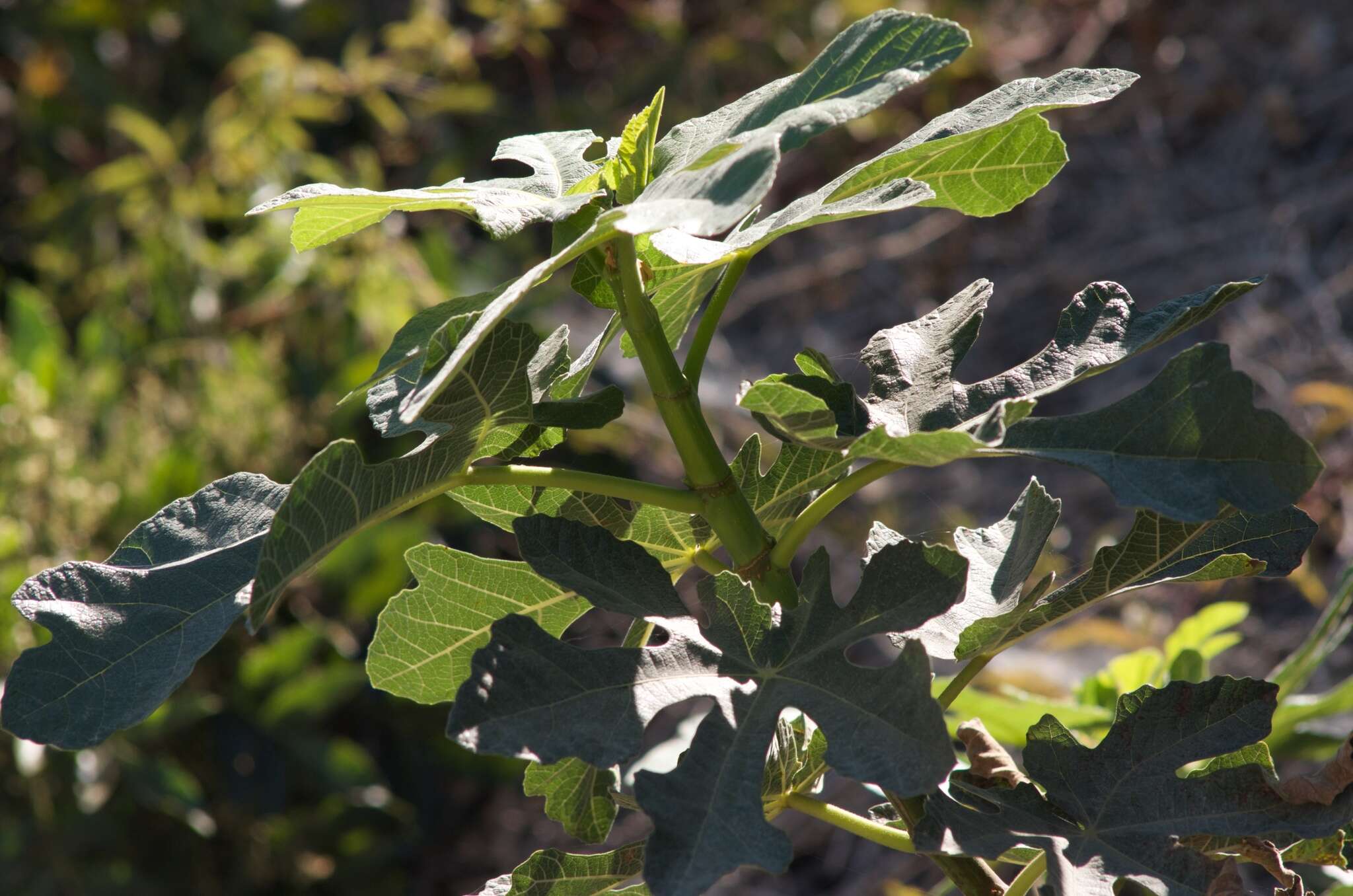 Imagem de Ficus carica L.