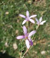 Image of Petrorhagia illyrica (Ard.) P. W. Ball & Heywood