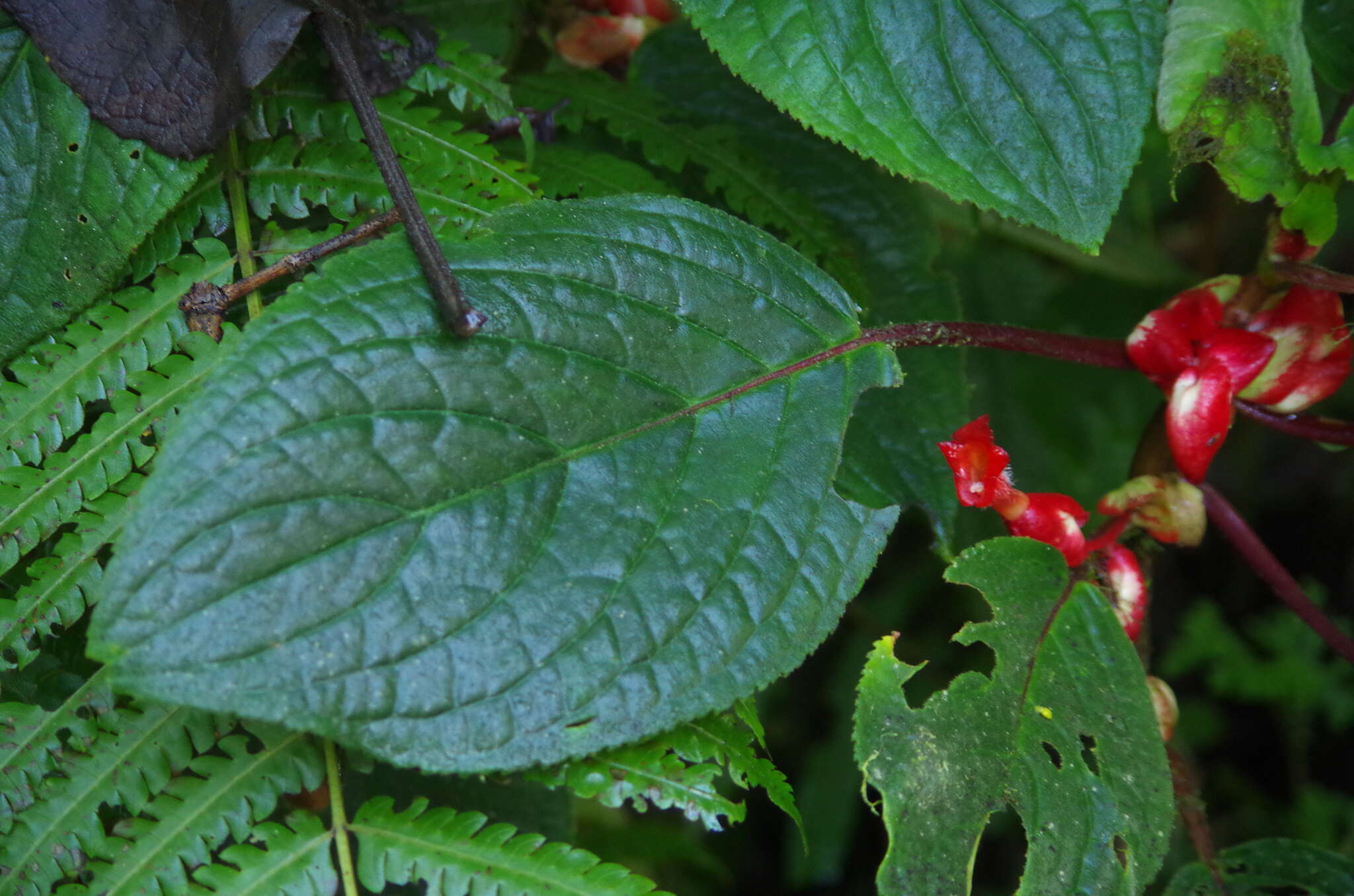 Image of Glossoloma oblongicalyx (J. L. Clark & L. E. Skog) J. L. Clark