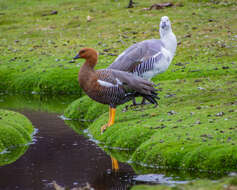 صورة Chloephaga picta leucoptera (Gmelin & JF 1789)