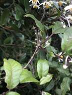 Image of Solanum luculentum C. V. Morton ex S. Knapp