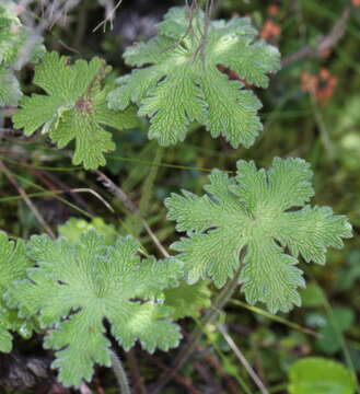 Imagem de Geranium schlechteri R. Knuth ex Engl.