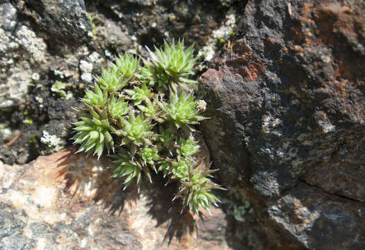 Plancia ëd Saxifraga bronchialis subsp. stelleriana (Merk ex Ser.) Malysch.