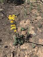 Image of Gander's ragwort