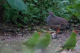 Image of Pale-browed Tinamou