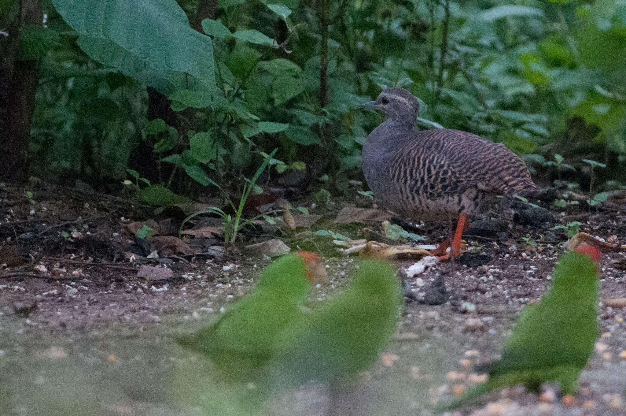 Image of Pale-browed Tinamou