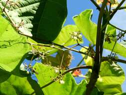 Image of Jatropha peltata Sessé