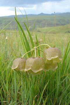 Слика од Pachycarpus campanulatus (Harv.) N. E. Br.