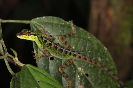 Sivun Anolis ventrimaculatus Boulenger 1911 kuva