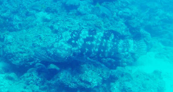 Image of Malabar Grouper