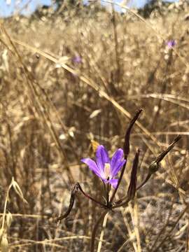 صورة Brodiaea santarosae T. J. Chester, W. P. Armstr. & Madore